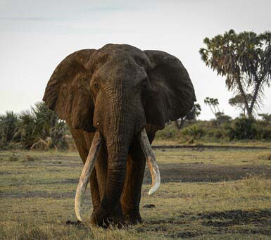 Kenya Elephant on a Luxury Safari